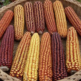 Wapsi Valley, Corn Seed